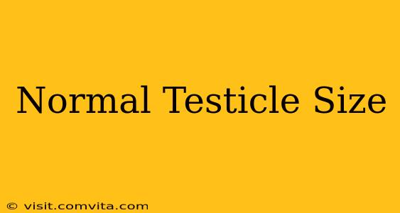 Normal Testicle Size